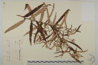 抱莖籟簫藏品圖，第1張