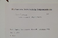 金銀忍冬藏品圖，第2張