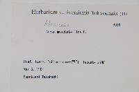 五福花藏品圖，第2張