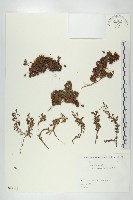 登錄號:S082131藏品圖，第1張