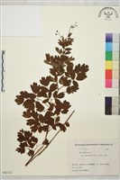 東亞唐松草藏品圖，第1張