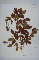 登錄號:S082140藏品圖，第1張