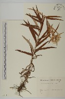 抱莖籟簫藏品圖，第1張