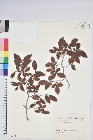 登錄號:S082142藏品圖，第1張