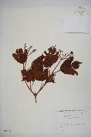 雞樹條莢迷藏品圖，第1張