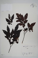 登錄號:S082149藏品圖，第1張