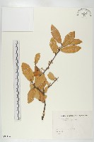 胡頹子藏品圖，第1張