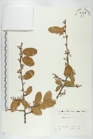 胡頹子藏品圖，第1張