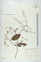 登錄號:S082167藏品圖，第1張