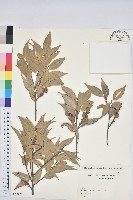 登錄號:S082175藏品圖，第1張