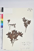 登錄號:S082177藏品圖，第1張