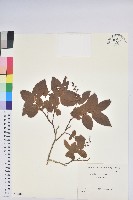 登錄號:S082184藏品圖，第1張