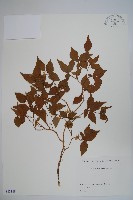 登錄號:S082188藏品圖，第1張