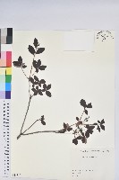 登錄號:S082189藏品圖，第1張