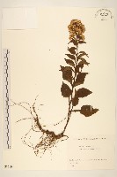 一枝黃花藏品圖，第1張