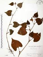 臭腥草、蕺菜藏品圖，第1張