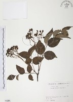 灰色木藍藏品圖，第1張