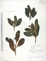 水筆仔藏品圖，第1張