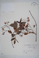 亞洲絡石藏品圖，第1張