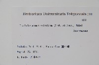 亞洲絡石藏品圖，第2張