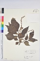 野桐藏品圖，第1張