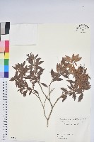 日本馬醉木藏品圖，第1張