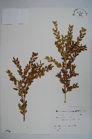 日本黃楊藏品圖，第1張