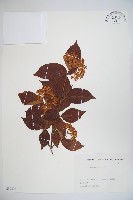 松田氏莢迷、宜昌莢迷藏品圖，第1張