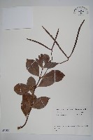 亞洲絡石藏品圖，第1張