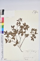 登錄號:S082232藏品圖，第1張