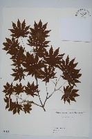 塞波德槭藏品圖，第1張