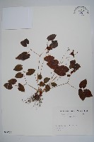 登錄號:S082234藏品圖，第1張