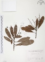 筆羅子藏品圖，第1張