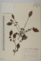 日本賽衛矛、日本假衛矛藏品圖，第1張