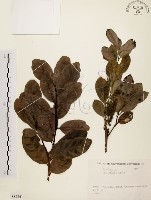 鼠刺藏品圖，第1張