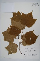 八角楓藏品圖，第1張