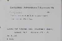 八角楓藏品圖，第2張