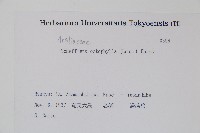 鵝掌柴、江某、鴨腳樹藏品圖，第2張