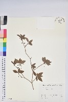 登錄號:S082247藏品圖，第1張