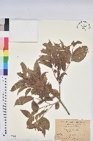 登錄號:S082248藏品圖，第1張