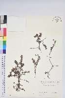 登錄號:S082249藏品圖，第1張