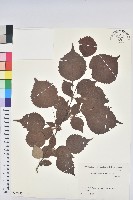 登錄號:S082257藏品圖，第1張