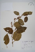 多子漿果莧藏品圖，第1張