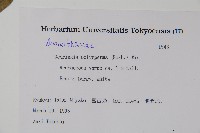 多子漿果莧藏品圖，第2張