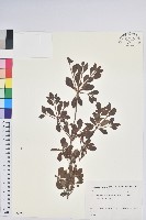 登錄號:S082260藏品圖，第1張