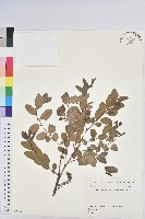 登錄號:S082267藏品圖，第1張