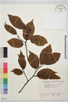 登錄號:S082269藏品圖，第1張