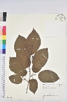 白木烏臼藏品圖，第1張