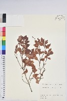 登錄號:S082276藏品圖，第1張