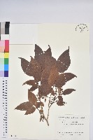 小果南燭藏品圖，第1張